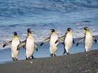 King penguin on the beach of Sailsbury Plain in the Bay of Isles on the island of South Georgia Art Print